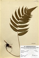 藏品(史氏鱗毛蕨)的圖片